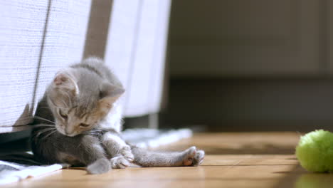 Adorable-kitten-cleaning-herself-behind-the-couch-in-sunshine