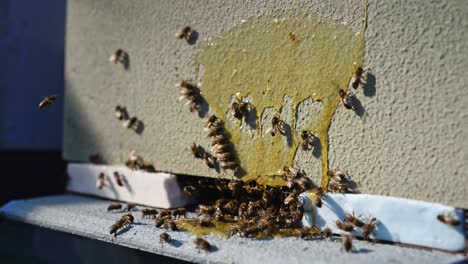 Beehive-with-bees-in-apiary
