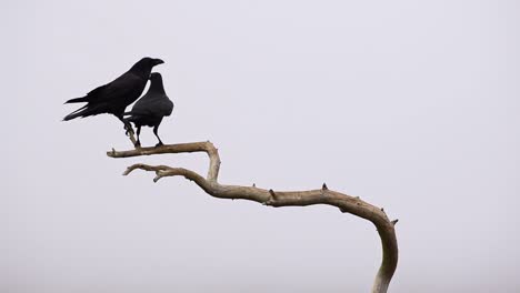 Schwarze-Krähenvögel-Sitzen-Auf-Einem-Toten-Ast