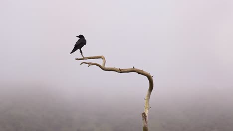 Pájaros-Cuervo-Negro-Sentado-En-La-Rama-De-Un-árbol-Muerto