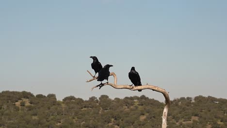 Schwarze-Krähenvögel-Sitzen-Auf-Einem-Toten-Ast