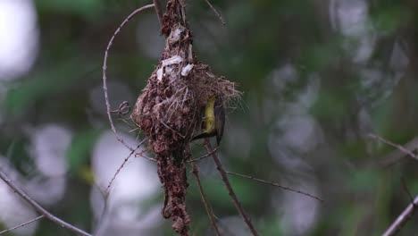 Fling-in-from-the-right-side-of-the-frame,-a-female-Olive-backed-Sunbird-Cinnyris-jugularis-is-feeding-its-babies-that-are-inside-the-nest,-hanging-on-a-tree
