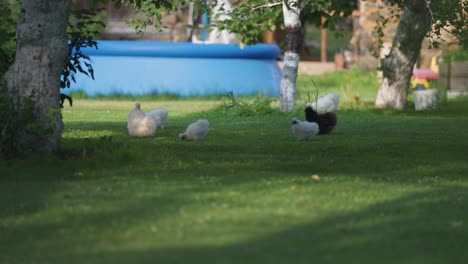 Weiße-Und-Schwarze,-Flauschige-Seidenhühner-Laufen-Auf-Dem-Grünen-Rasen