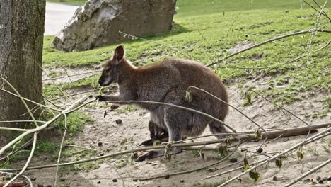 Känguru-Mutter-Mit-Ihrem-Känguru-Baby-Im-Beutel,-Das-Rinde-Von-Einem-Stock-Frisst