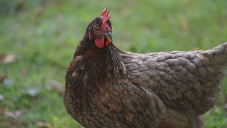 A-brown-hen---close-up-view