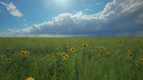 Cinematic-aerial-gimbal-stabilized-slow-motion-Denver-Colorado-summer-sun-rain-clouds-afternoon-amazing-stunning-farmers-sunflower-field-for-miles-front-range-Rocky-Mountain-landscape-backward-motion