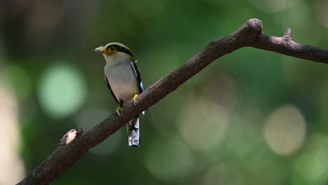Perching-on-a-branch,-the-Silver-breasted-Broadbill-Serilophus-lunatus-has-food-in-its-mouth