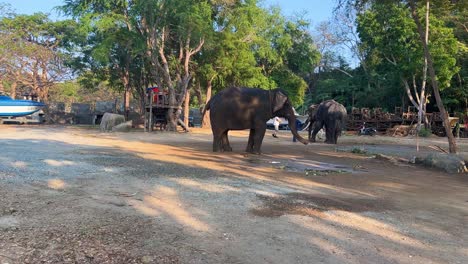 Elephants-in-the-Sanctuary-of-Truth,-popular-touristic-attraction-in-Pattaya,-Chonburi-in-Thailand-during-the-day