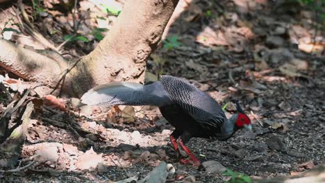Lone-Kalij-Pheasant-Lophura,-foraging-in-the-forest-undergrowth