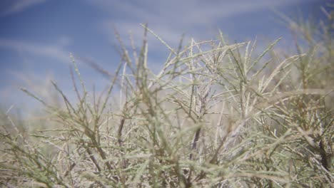 Close-up-of-plants-in-dessert-with-blue-sky-and-thin-clouds