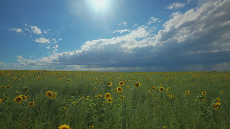 Cinematic-aerial-gimbal-slow-motion-Denver-Colorado-sunny-summer-heavy-rain-thunderstorm-afternoon-stunning-farmers-sunflower-field-for-miles-front-range-Rocky-Mountain-landscape-slide-to-right