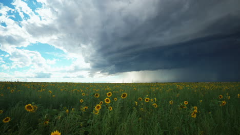 Cinematic-slow-motion-Denver-Colorado-summer-afternoon-thunderstorm-over-Rocky-Mountains-farmer-stunning-wild-endless-sunflowers-wildflower-field-landscape-drone-aerial-slow-pull-slider-forward