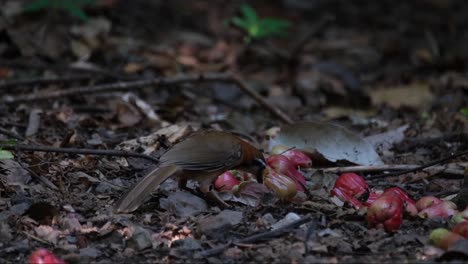 Eating-some-rose-apple-fruits-at-the-bottom-of-the-forest-undergrowth,-with-fruit-flies-flying-around-it,-Lesser-Necklaced-Laughingthrush-Garrulax-monileger