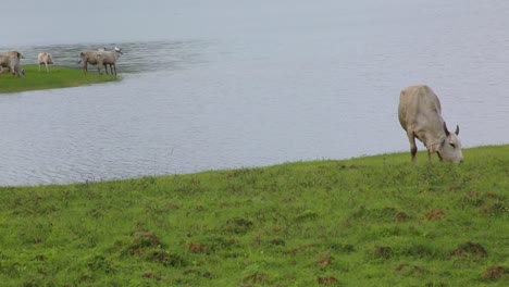 Static-shot-of-cattle-grazing-on-riverbank
