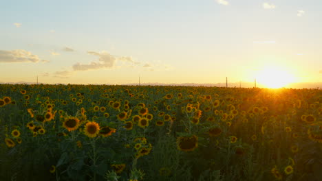 Stunning-cinematic-drone-smooth-to-the-left-movement-summer-sunset-orange-yellow-gorgeous-Colorado-farmer-sunflower-field-Rocky-Mountain-landscape-little-clouds-Kansas-Nebraska-front-range-Denver-epic
