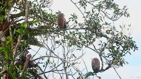 Mother-and-child-Buffy-Fish-Owls,-Ketupa-ketupu-are-perched-on-a-tree