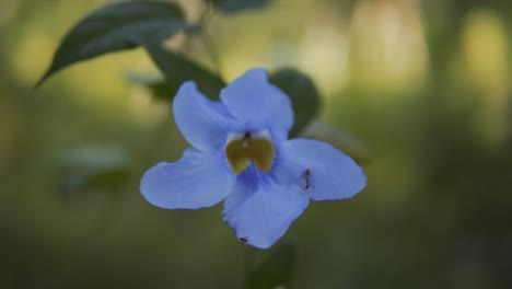 Fokusansicht:-Eine-Ameise-Und-Eine-Violette-Trompetenrankenblume