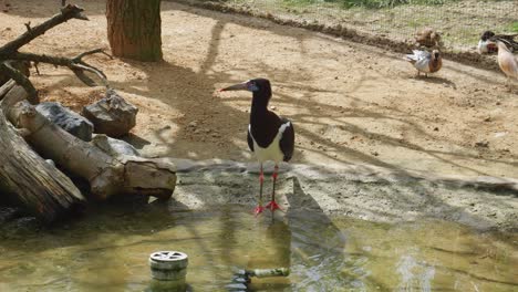 Abdim's-stork-drinking-water-before-gracefully-taking-off-into-flight