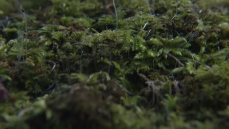 Moss-on-forest-floor-with-small-plants