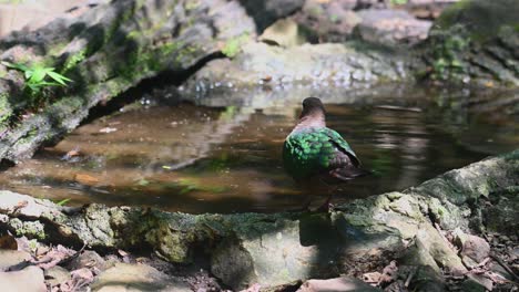 Dipping-its-legs-in-the-small-bird-bath,-the-lone-Grey-capped-Emerald-Dove-hopped-from-pond-to-the-rock-near-it-and-was-looking-at-the-bees-flying-around-it