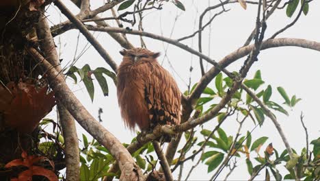 A-cute-juvenile-Buffy-Fish-Owl-Ketupa-ketupu-is-sleeping-while-perching-on-a-branch-beside-its-nest-on-top-of-a-tree