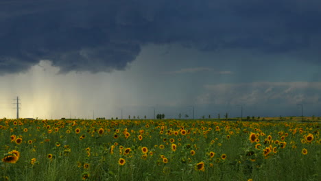 Filmische-Zeitlupe-Denver-Colorado-Sommer-Sonniger-Nachmittag-Regen-Gewitter-über-Felsigen-Bergen-Bauer-Atemberaubende-Wilde-Endlose-Sonnenblumen-Wildblumen-Feld-Landschaft-Drohne-Luftstille-Bewegung