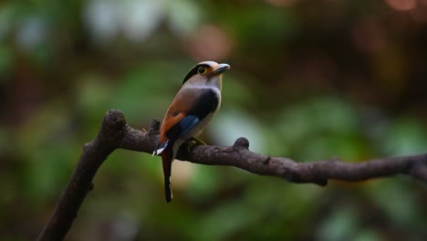 With-its-back-facing-the-camera,-the-Silver-breasted-Broadbill-Serilophus-lunatus-is-perched-on-a-branch-with-food-in-its-mouth