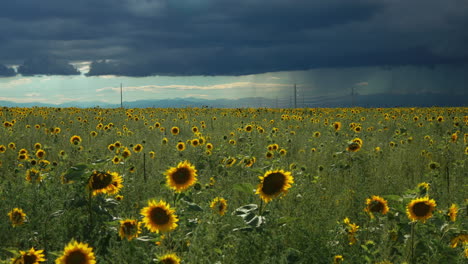 Cinematic-slow-motion-Denver-Colorado-summer-sunny-afternoon-thunderstorm-over-Rocky-Mountains-farmer-stunning-wild-endless-sunflowers-wildflower-field-landscape-drone-aerial-slow-slider-to-the-left