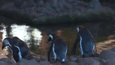 Wild-Penguins-Swimming-in-a-pond