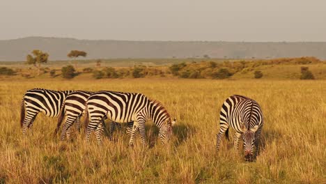 Cámara-Lenta-De-La-Manada-De-Cebras-Pastando-En-La-Sabana,-Animales-Africanos-En-Un-Safari-De-Vida-Silvestre-En-Masai-Mara-En-Kenia-En-Maasai-Mara,-Hermosa-Luz-Del-Sol-Del-Amanecer-De-La-Hora-Dorada,-Seguimiento-De-Steadicam-Siguiendo-La-Toma