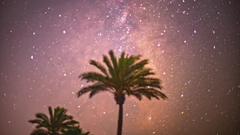 Timelapse-Showcases-Palm-Tree-Amidst-Pink-Starry-Night-Sky-as-it-Gracefully-Moves-Across-the-Background