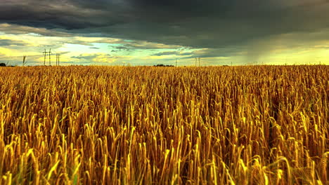 A-Shot-Of-A-Soft-Wind-Blowing-On-Golden-Crops-And-A-Calm-Sky-With-A-Wind-Shear