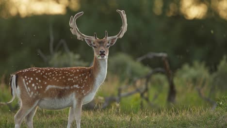 Fullbody-view-of-mature-European-fallow-derr-at-golden-hour-grazing-and-looking-around,-sunset