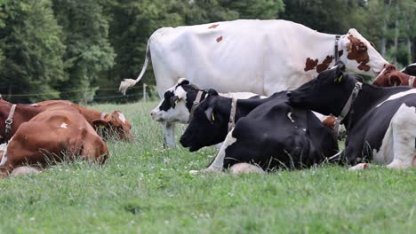 Panning-shot-of-resting-cow-herd-on-pasture-in-black-and-brown-colors,-slow-motion