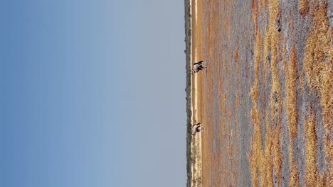 Vertikale-Oryxantilopen-Auf-Einer-Pfanne-In-Botswana