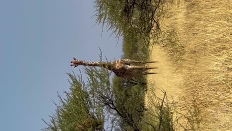 Vertical-Overlanding-trip-giraffe-on-side-of-road