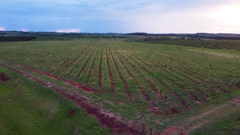 Vast-Landscape-Of-Yerba-Mate-Plantation,-Argentine-Tea-Production-In-Apostoles,-Misiones,-Argentina