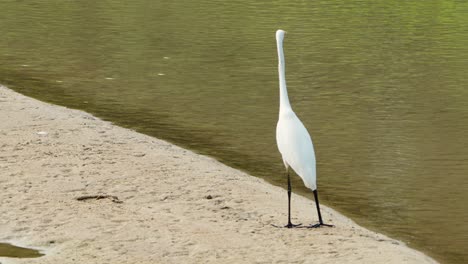Mere-White-Eastern-Great-Egret-Bird-Strolls-on-Sandy-Beach-Stream-Coast-Searching-Food
