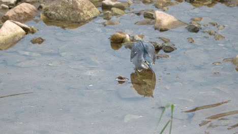 Striated-Heron-Catches-Fish-and-Swallows-it
