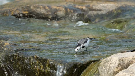 White-Wagtail-or-Amur-Wagtail-Bird-Eating-Green-Algae-in-Shallow-Running-Creek-Water-Flow-on-Sunny-Day,-Japan