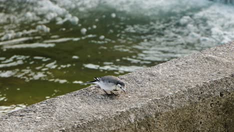 White-Wagtail--On-Concrete-Wall-by-the-Water