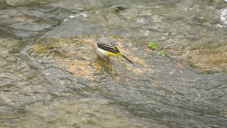 Grey-Wagtail-Bird-Feeds-on-a-Brook-Standing-in-Shallow-Running-Stream-Water-Pecking-Underwater-Algae-or-Small-Organisms-With-Beak---closeup
