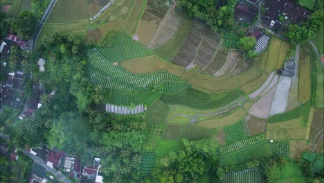 Colorful-Bali-Rice-Terraces,-Bird's-Eye-Top-Down-Above-Drone-View