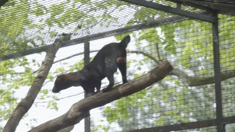 tayra-in-its-enclosure-at-Prague-Zoo,-Czech-Republic