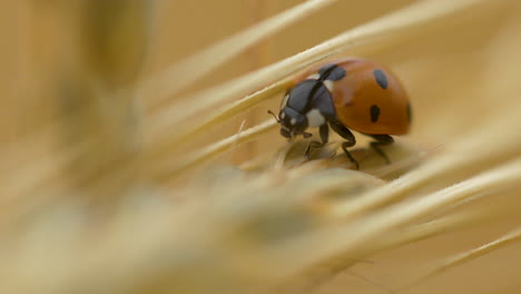 Close-up-shot-of-Seven-spot-ladybird-or-ladybug-using-macro-lens