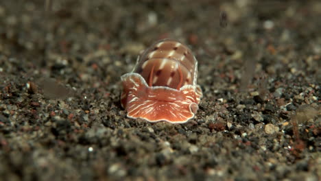 Sea-slug-on-the-sand-at-the-bottom-of-the-sea