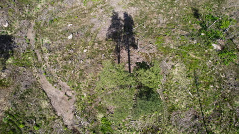 Aerial-drone-rotating-shot-over-two-lone-trees-surrounded-by-destroyed-forest-due-to-wind-or-environmental-disaster-on-a-sunny-day