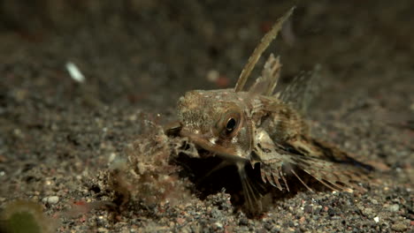 Lizard-fish-near-the-sand-at-night-close-up