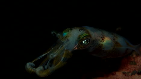Shy-baby-squid-at-night