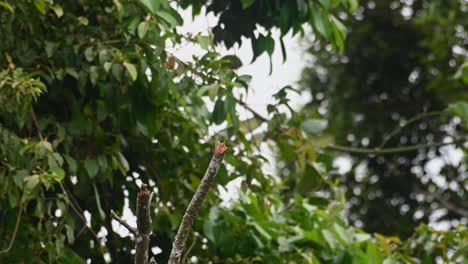 Descendiendo-Y-Volando-De-Regreso-Sobre-Su-Rama-Desnuda,-Un-Drongo-Dicrurus-Leucophaeus-Ceniciento-Está-Ocupado-Capturando-Su-Alimento-De-Varios-Insectos-En-El-Aire,-Dentro-De-Un-Parque-Nacional-En-Tailandia
